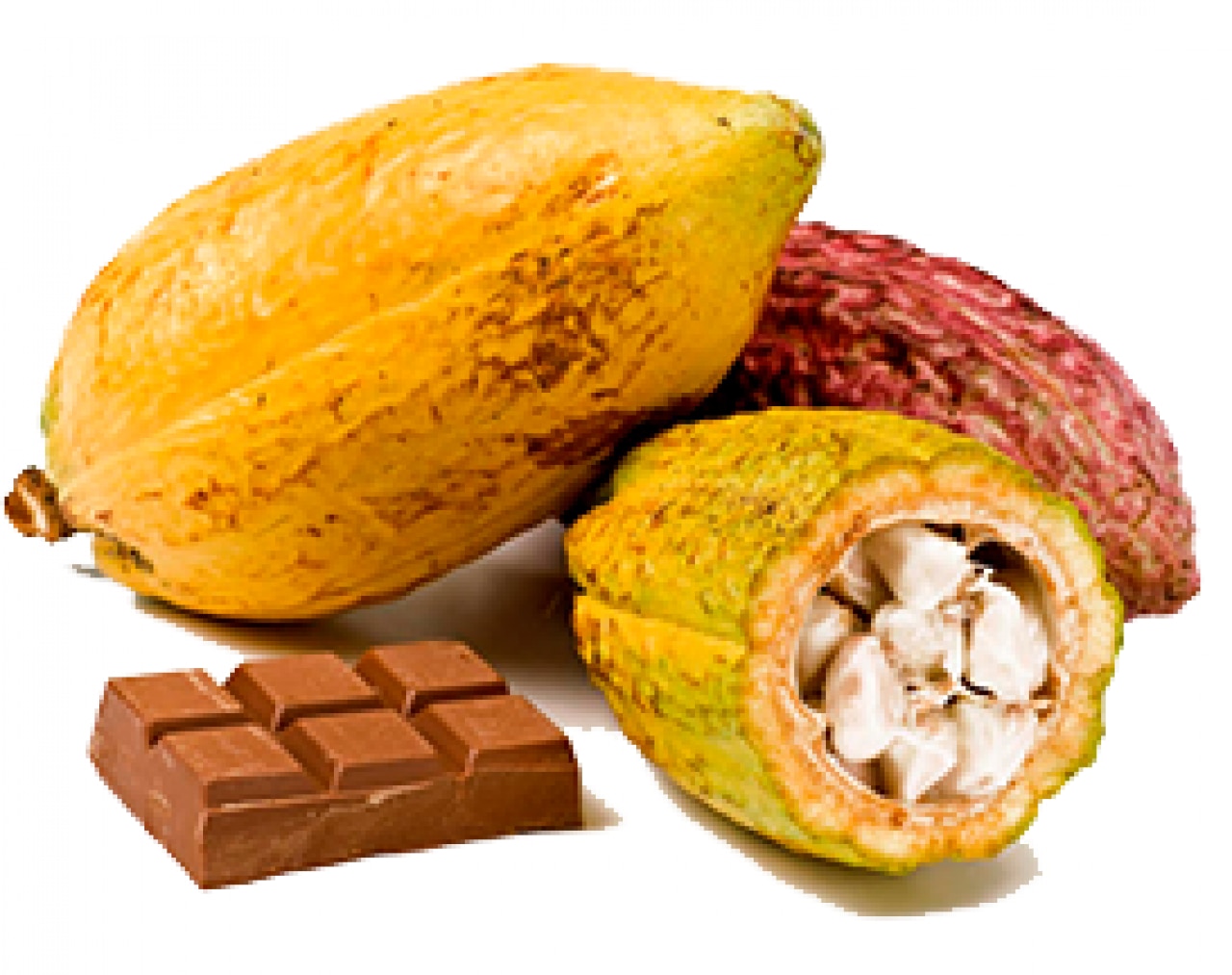 Cómo se cultiva el cacao Nestlé Family Club